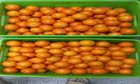شب یلدای متفاوت در مجتمع بعثت ۱۴۰3